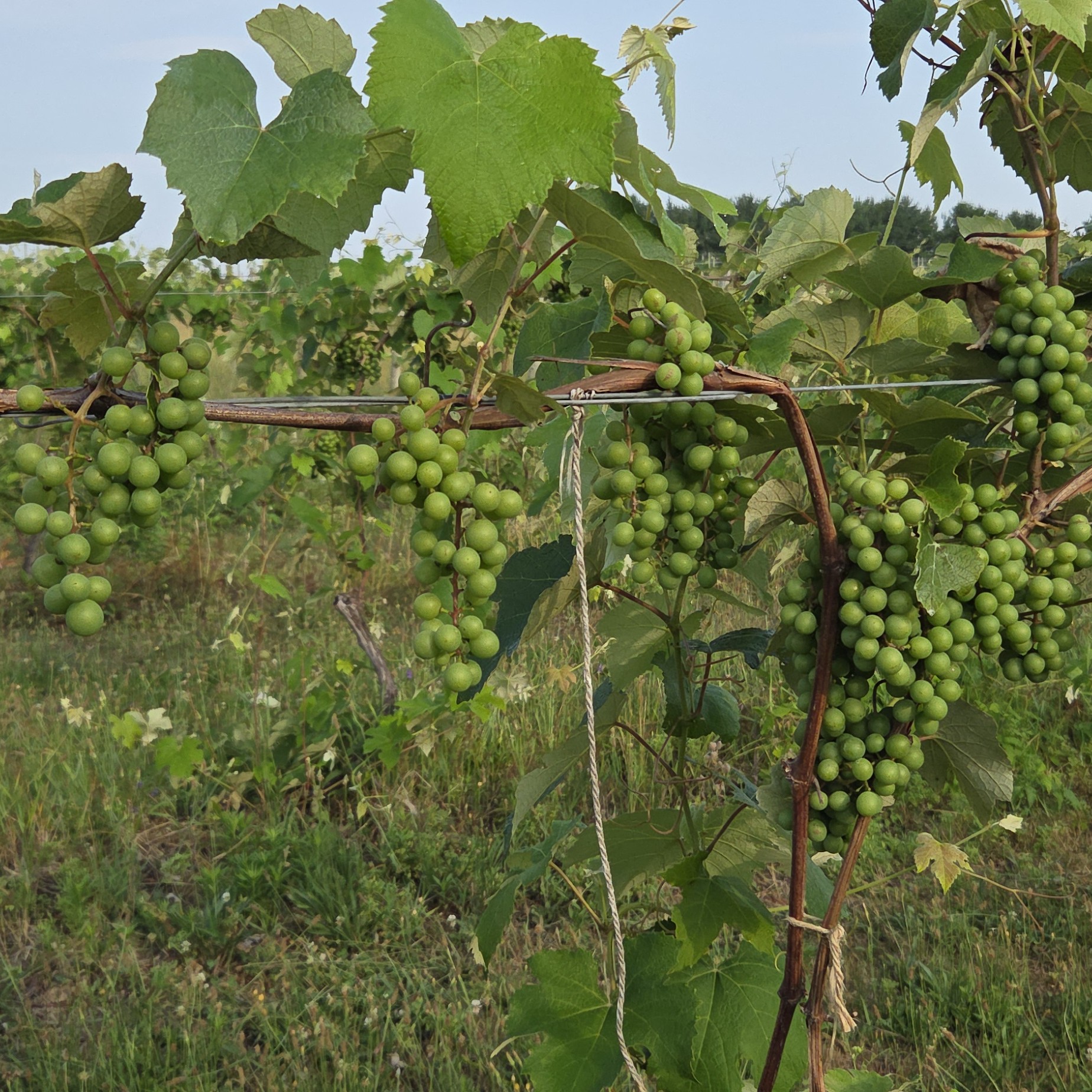Niagara grapes growing on a grape vine. 